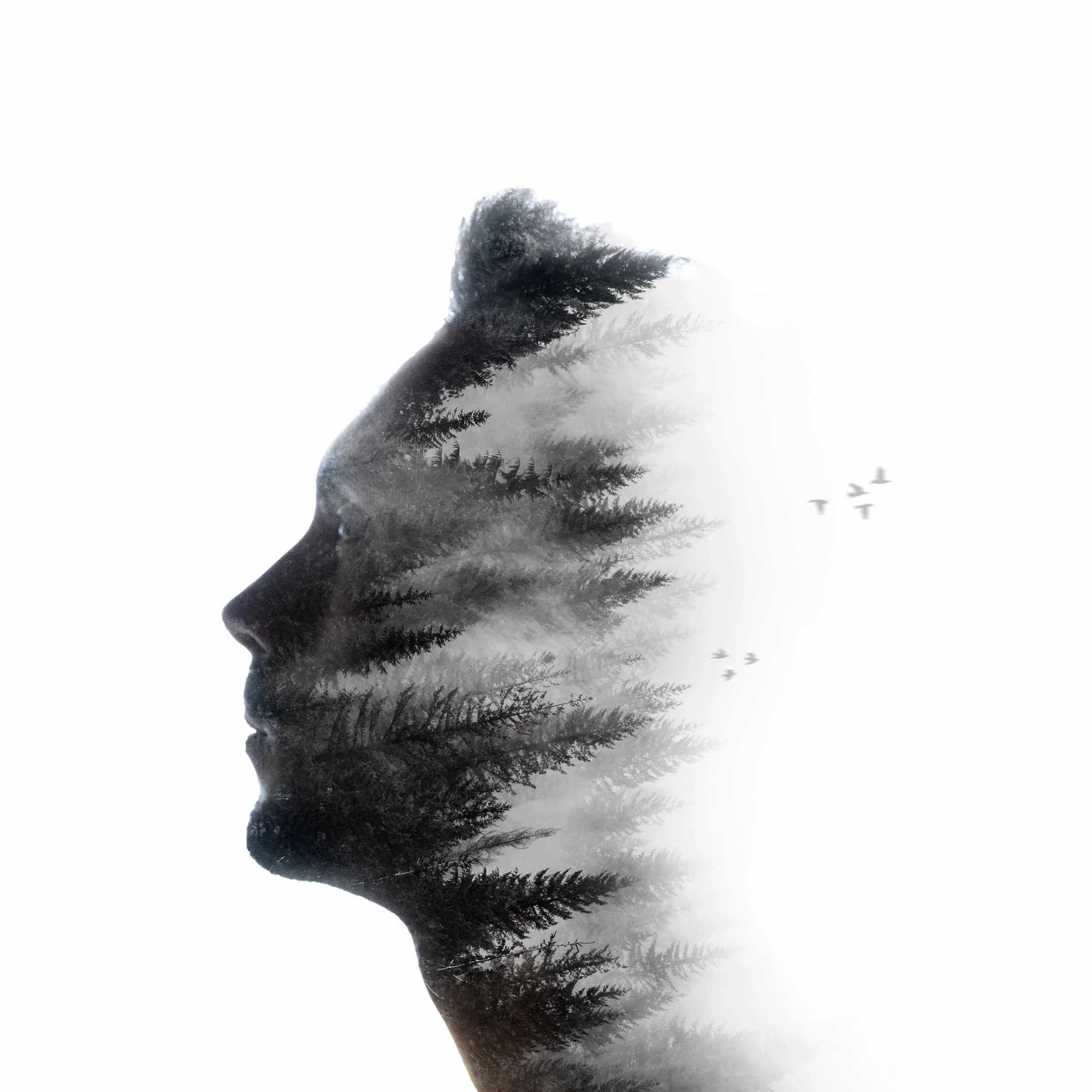 Double-exposure profile portrait, the face filled with a misty pine forest